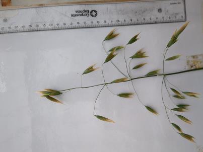 PANICLE
